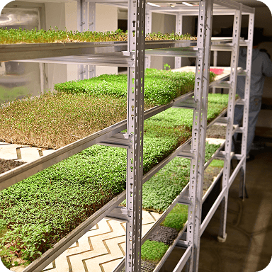 Ferme de pousses Greenlab