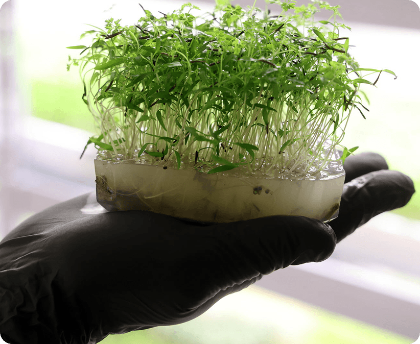 Micro-pousses fraîches GreenLab cultivées sur hydrogel