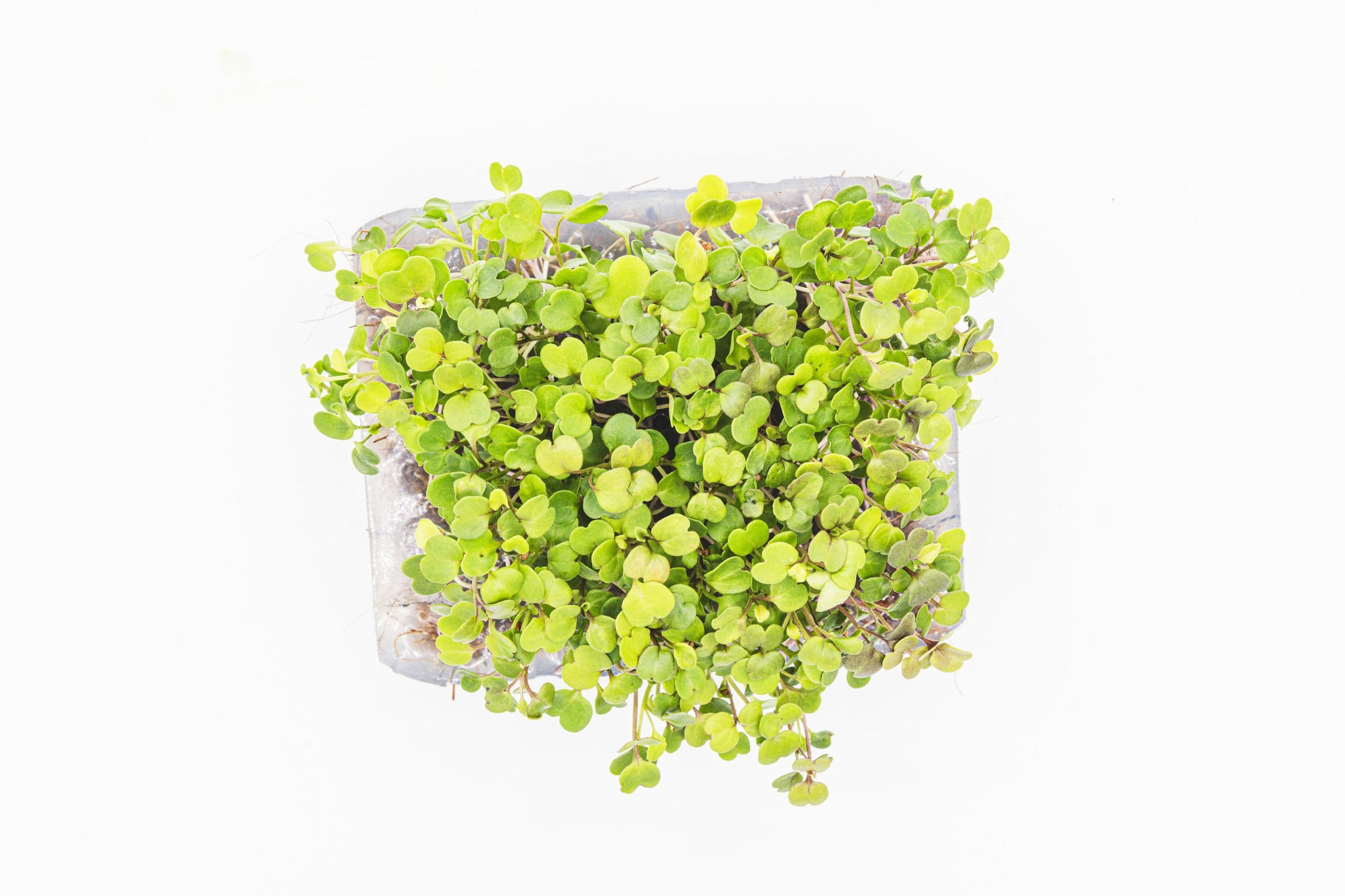 Roquette, photo 2