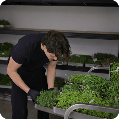 Ferme verticale GreenLab