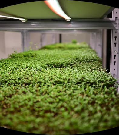 Ferme verticale GreenLab