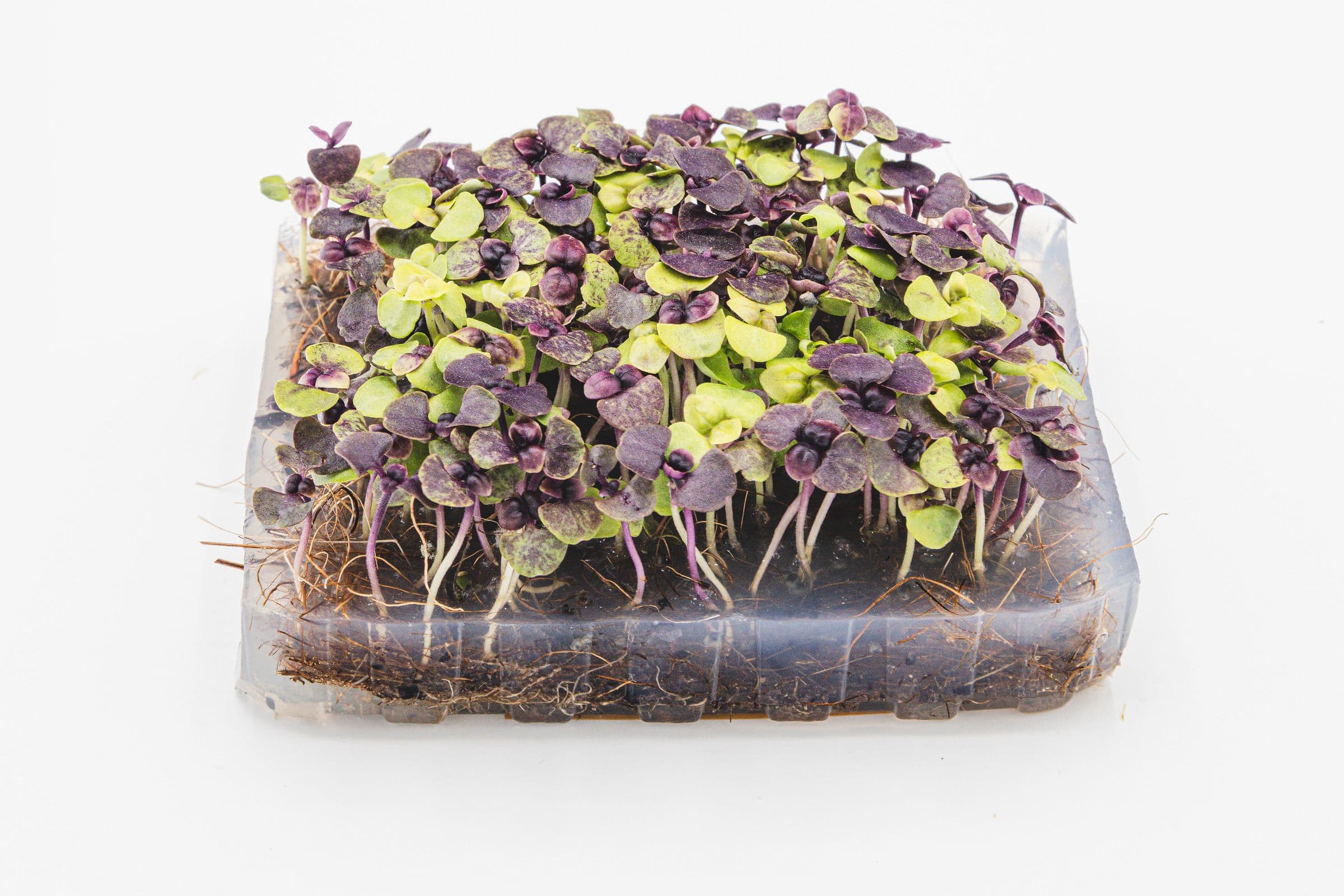 Basilic Opale Rouge
