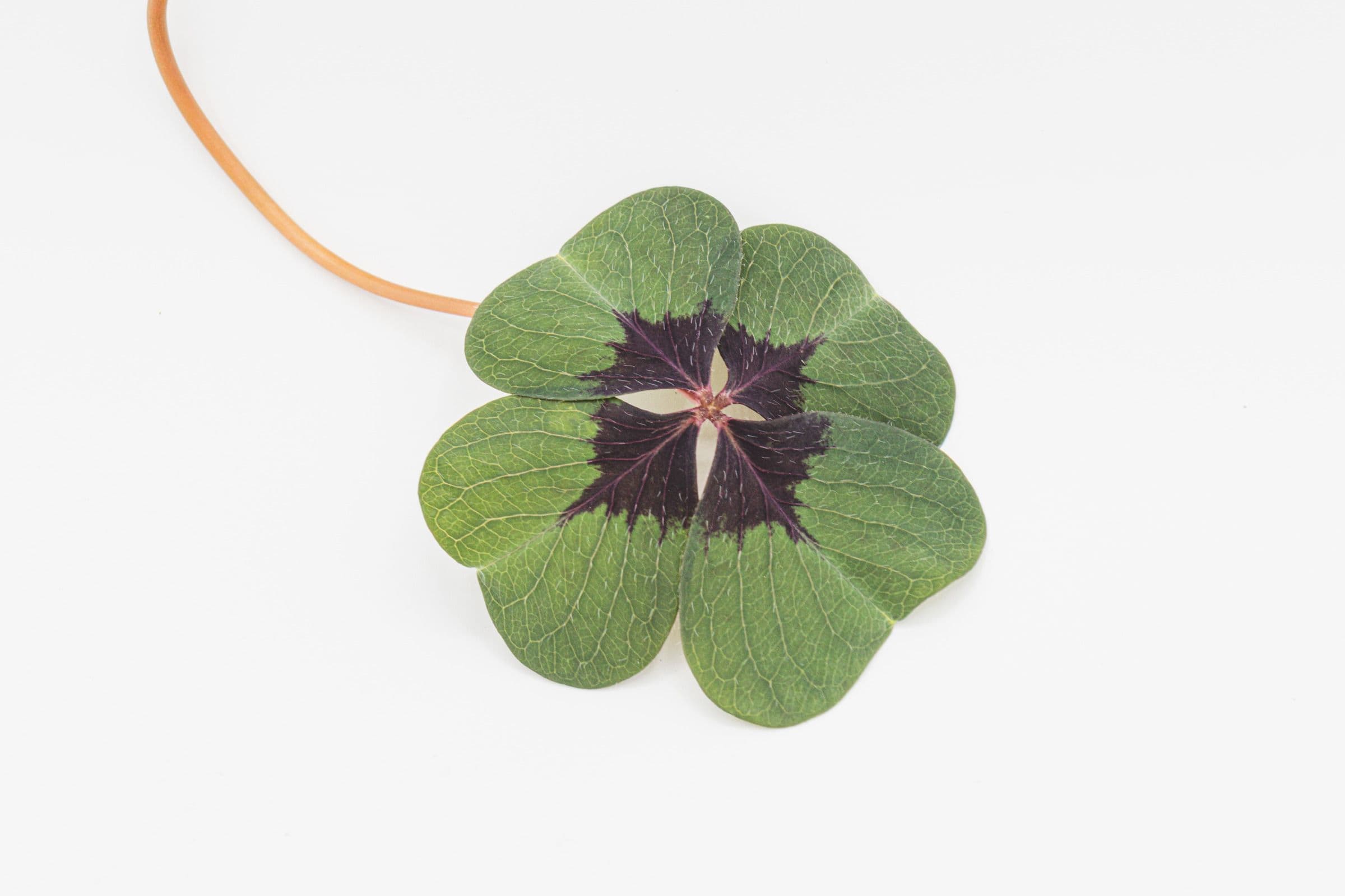 Oxalis Deppeï