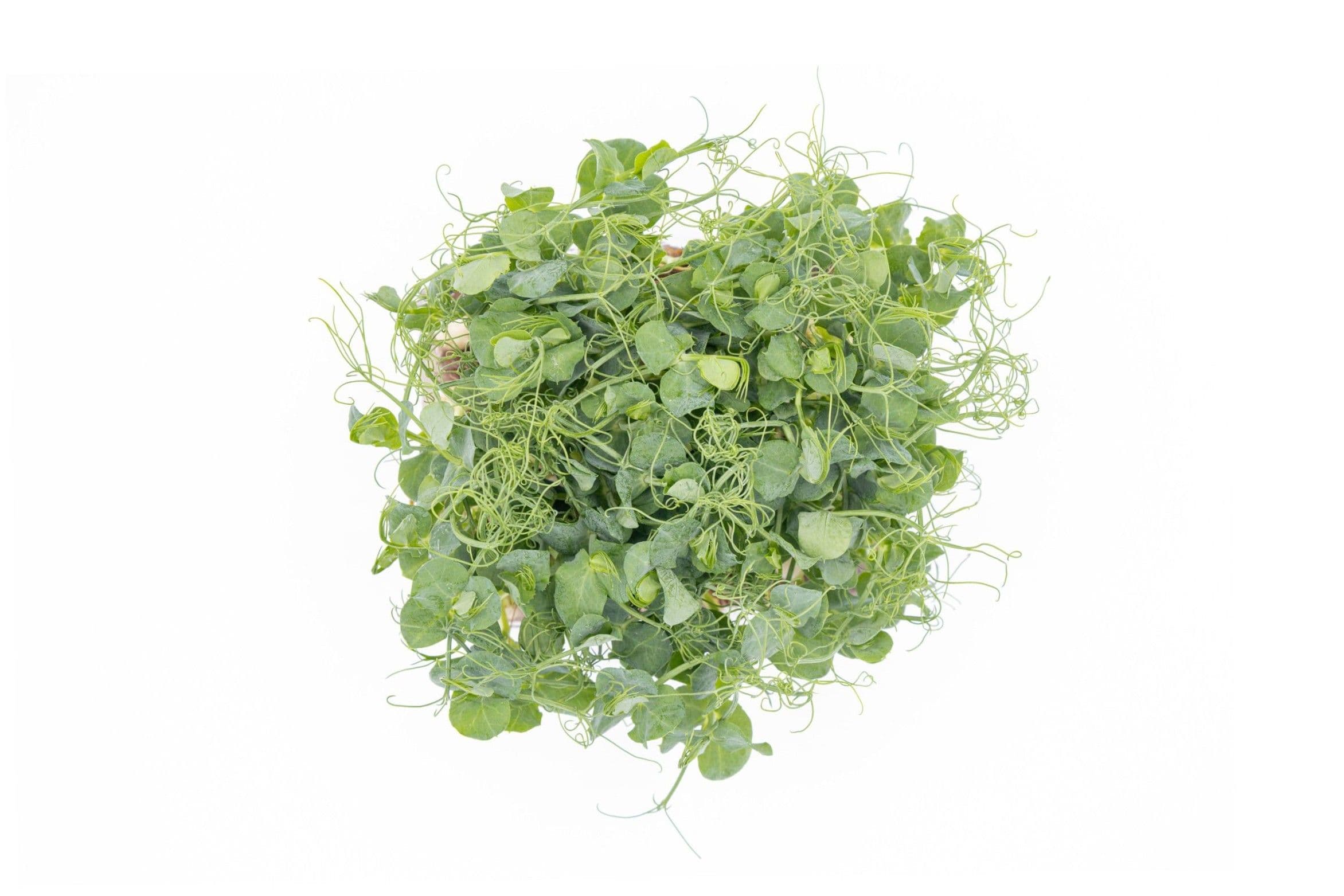 Pois Jumbo, photo 2