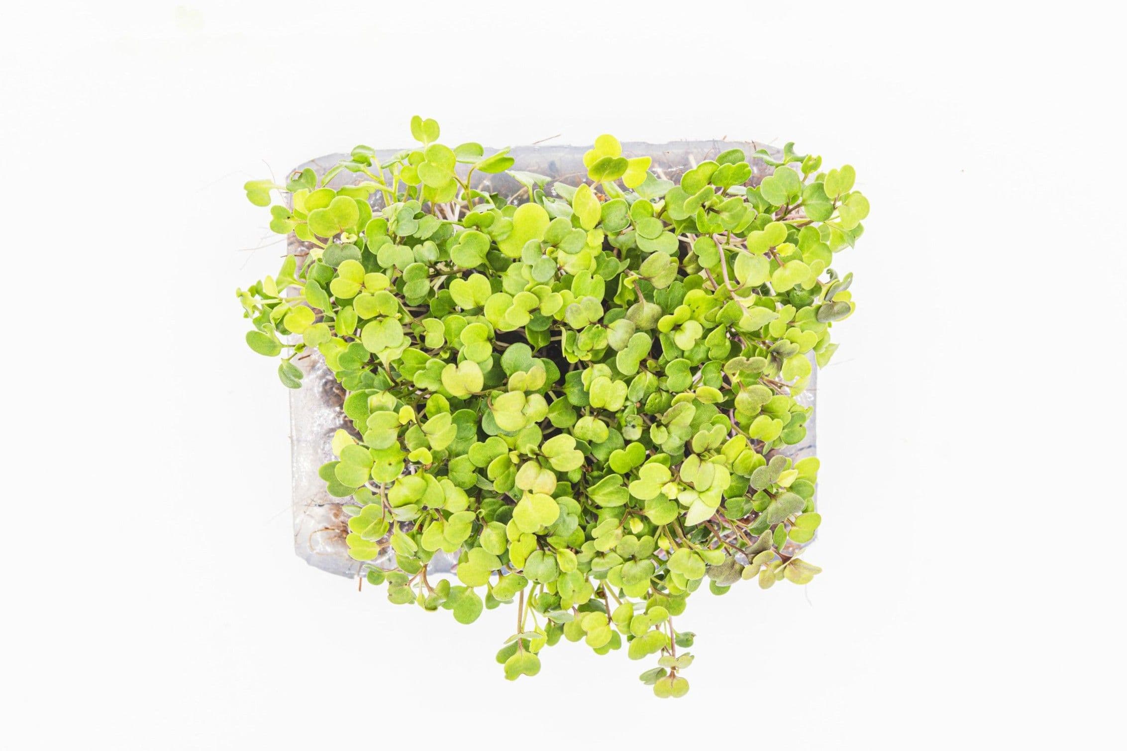 Roquette, photo 2